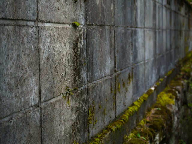 藻・カビの画像