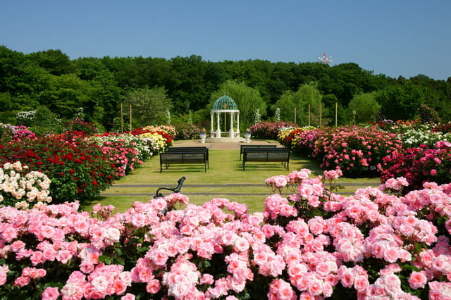 京成バラ園